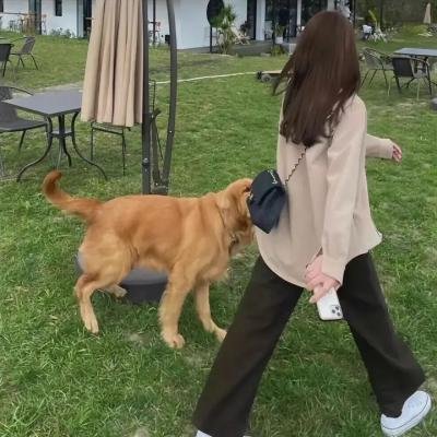 小捣蛋闹翻天